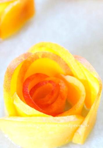peach rosette close up