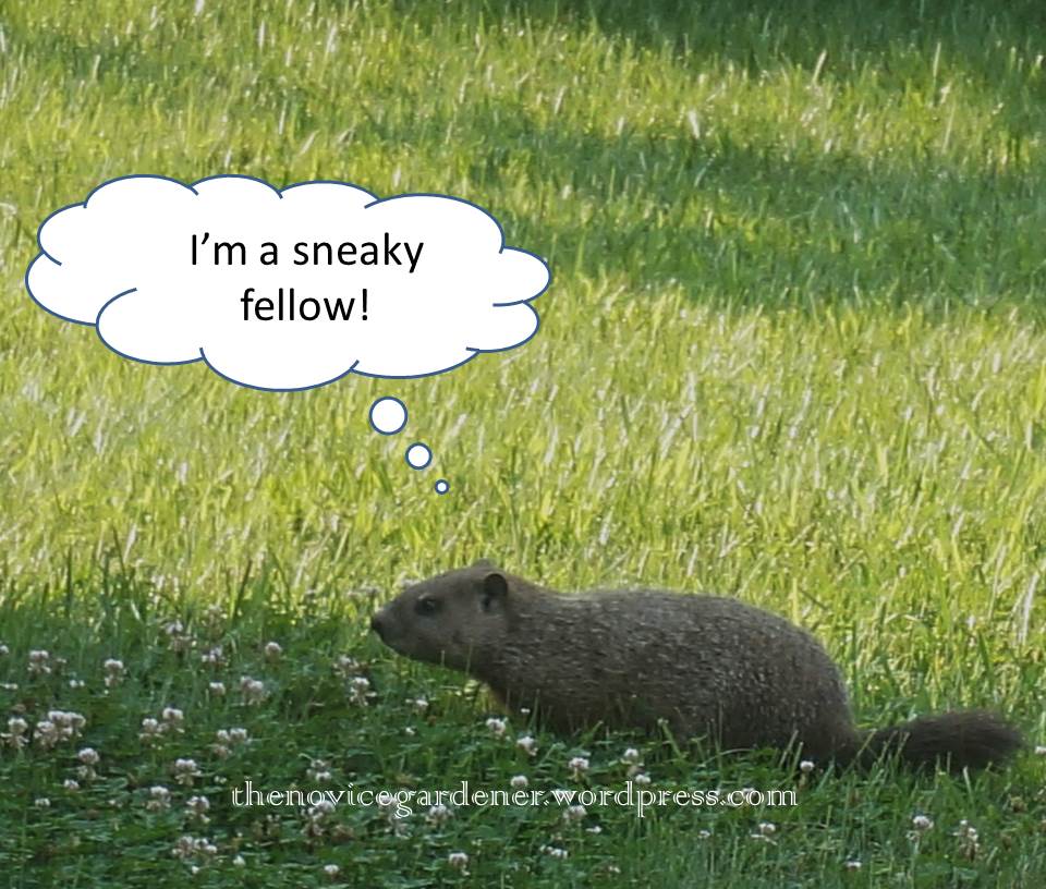 sneaky-groundhog.jpg