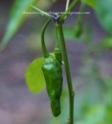 green chile pepper