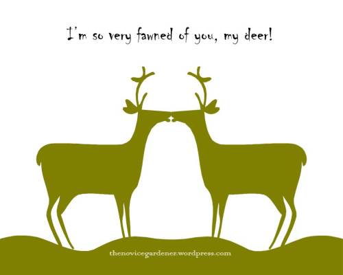 i'm so very fawned of you, my deer
